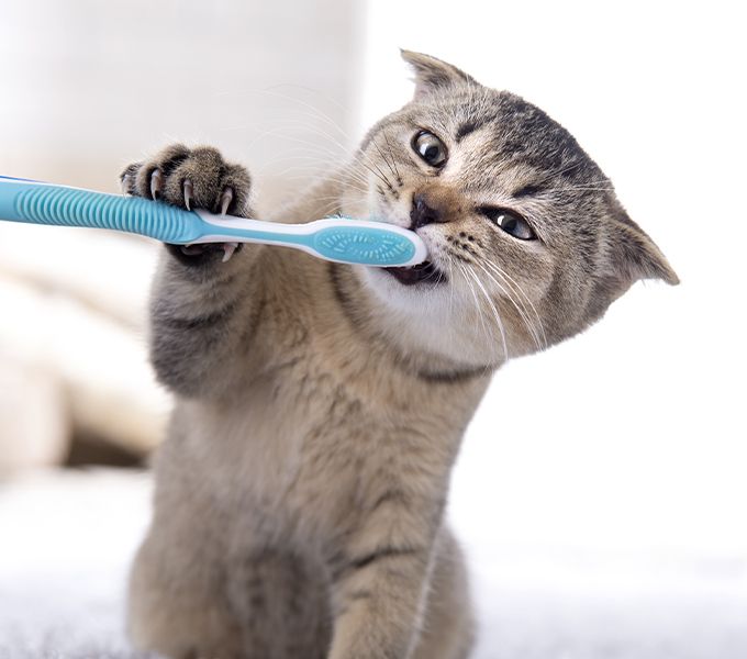 british kitten with a toothbrush