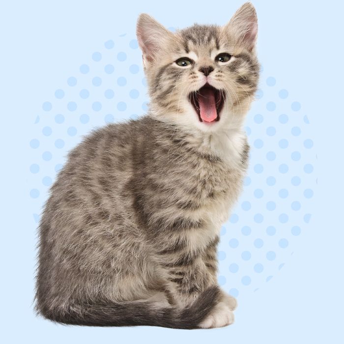 yawning small grey kitten sitting