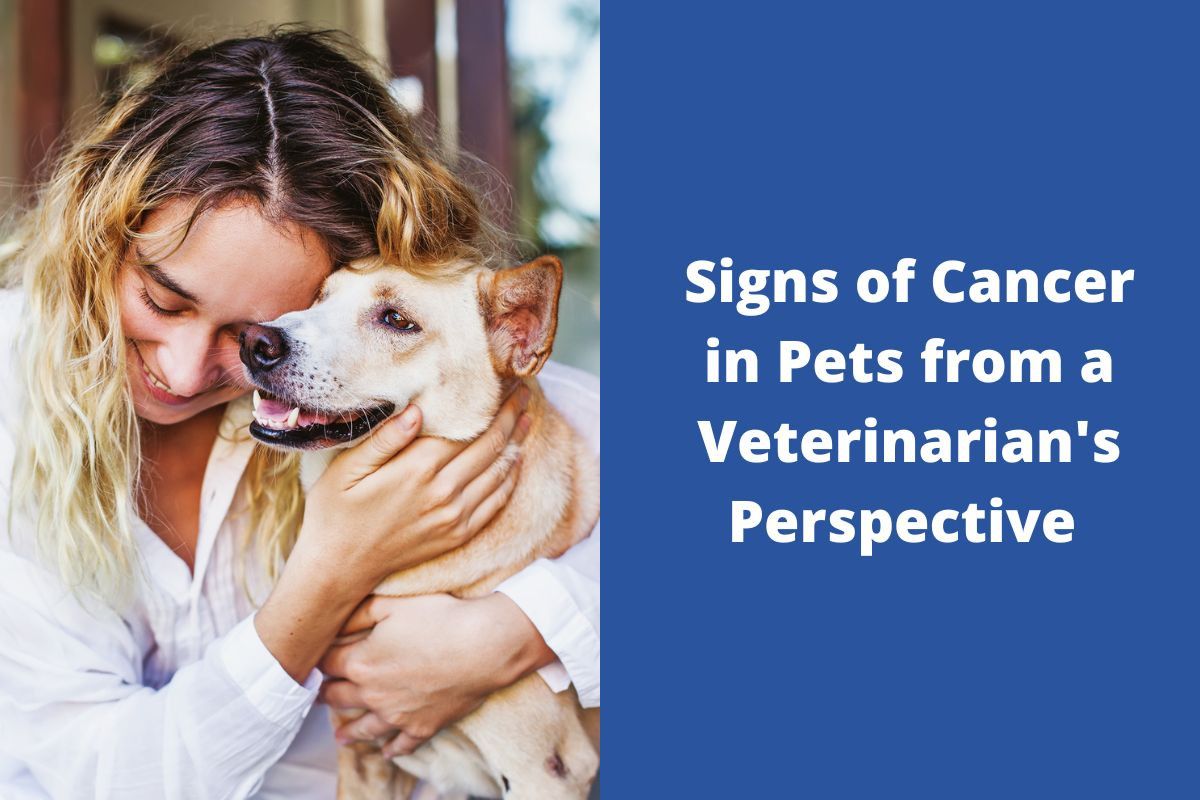 Signs-of-Cancer-in-Pets-from-a-Veterinarians-Perspective-