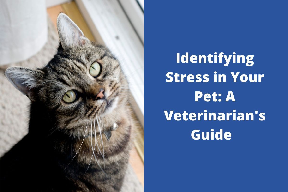 Identifying-Stress-in-Your-Pet-A-Veterinarians-Guide-