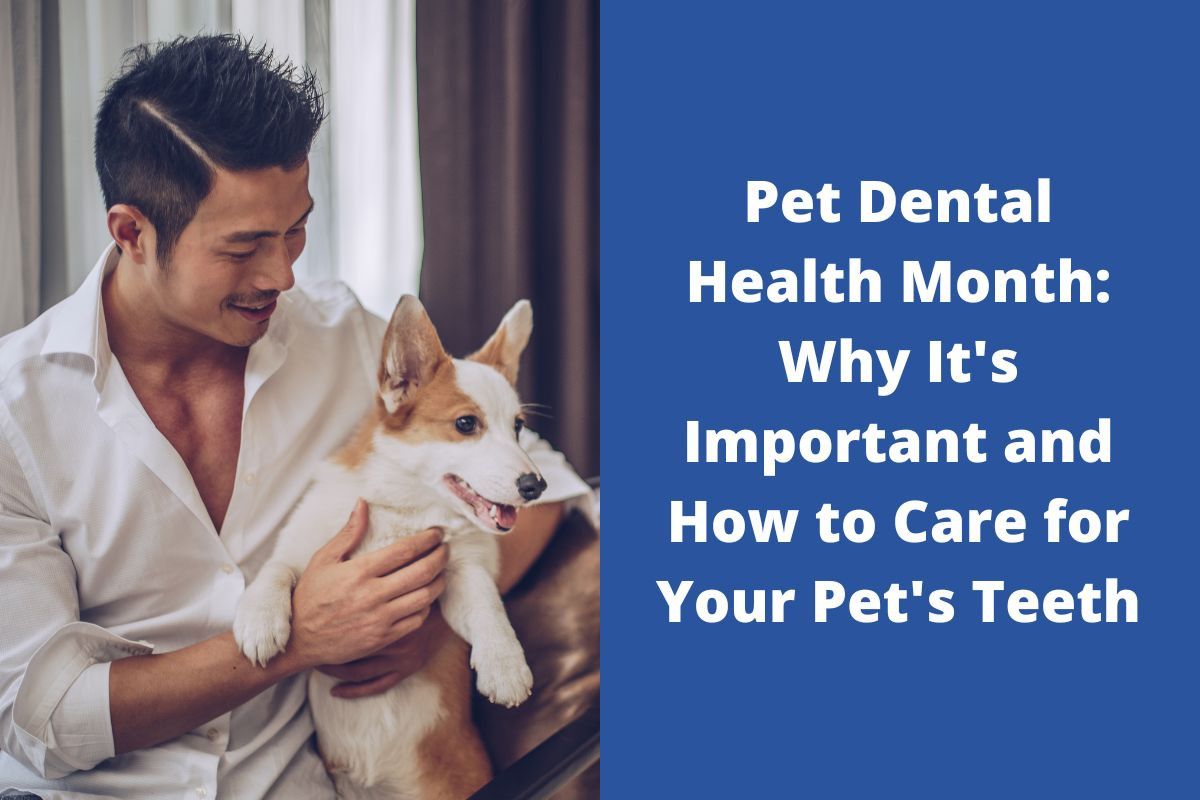 Pet-Dental-Health-Month-Why-Its-Important-and-How-to-Care-for-Your-Pets-Teeth-4