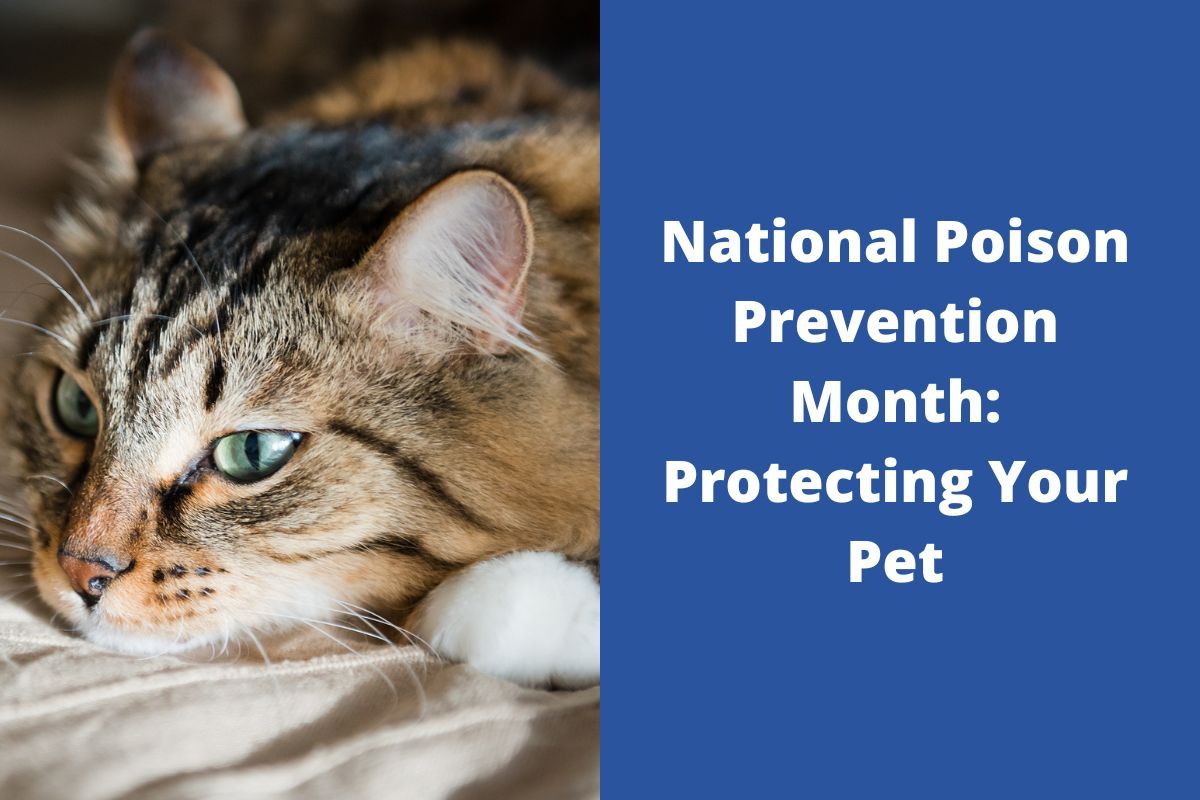 National-Poison-Prevention-Month-Protecting-Your-Pet-1