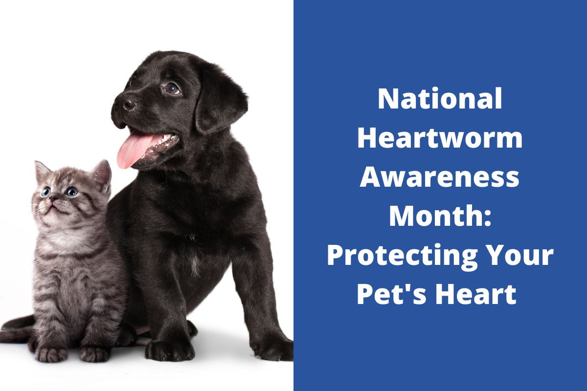 National-Heartworm-Awareness-Month-Protecting-Your-Pets-Heart--7