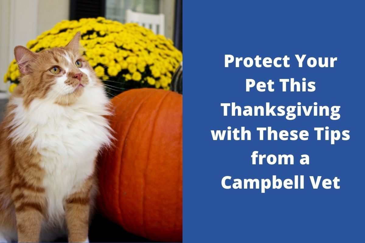 Protect Your Pet This Thanksgiving with These Tips from a Campbell Vet