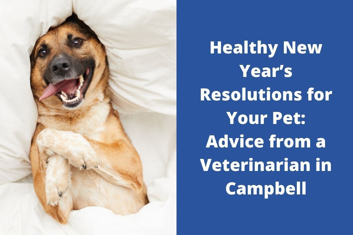 Healthy New Year’s Resolutions for Your Pet: Advice from a Veterinarian in Campbell