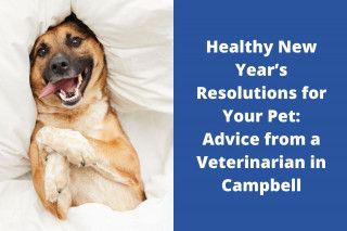 Healthy-New-Years-Resolutions-for-Your-Pet-Advice-from-a-Veterinarian-in-Campbell