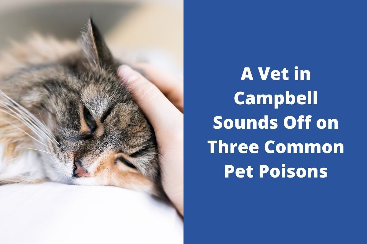 A Vet in Campbell Sounds Off on Three Common Pet Poisons