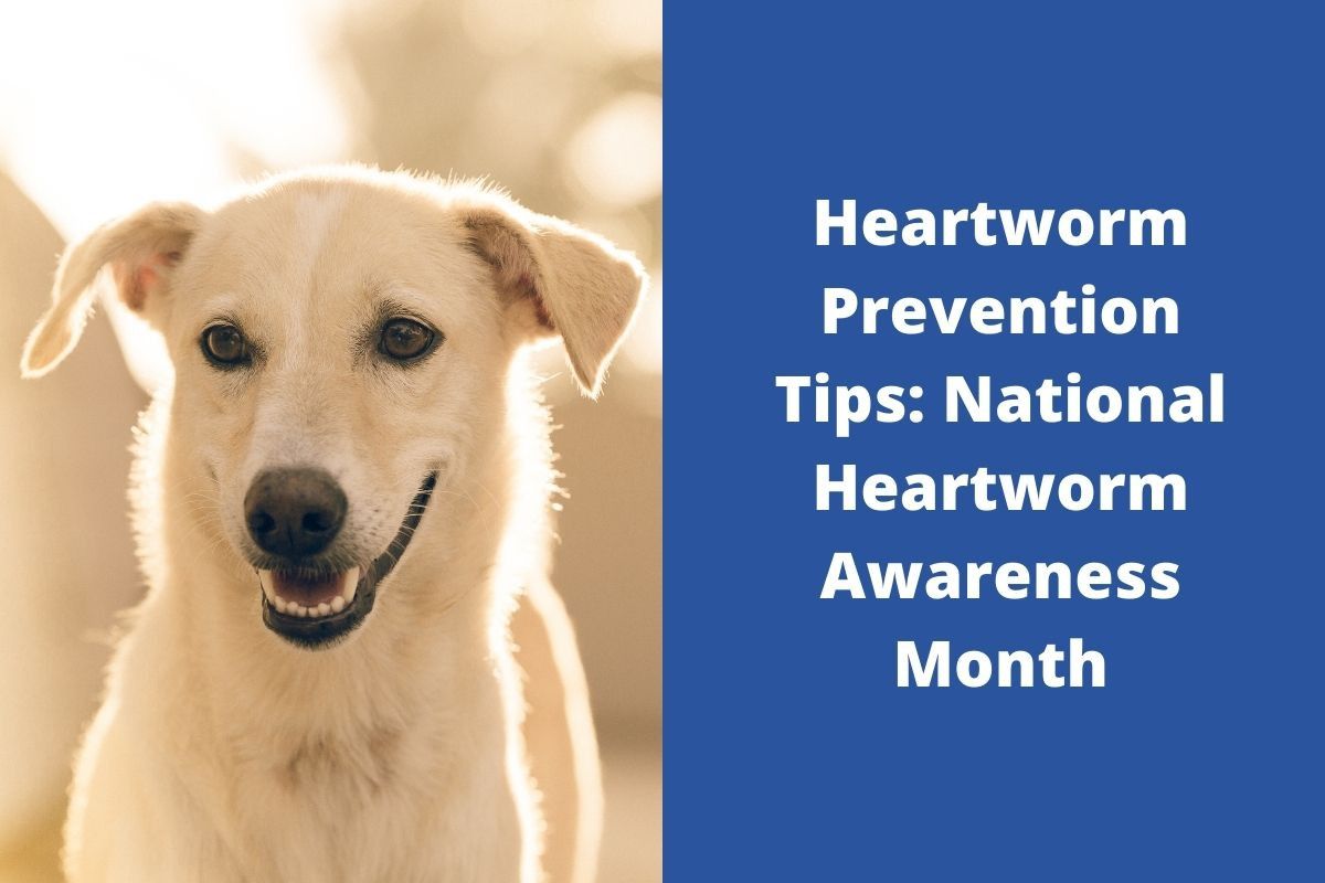 Heartworm Prevention Tips: National Heartworm Awareness Month