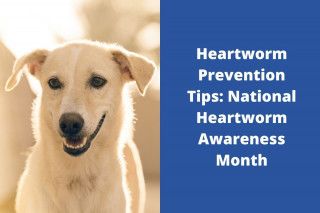 Heartworm-Prevention-Tips-National-Heartworm-Awareness-Month-2