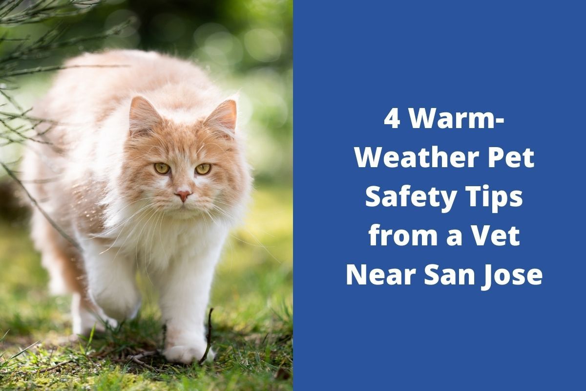 4-Warm-Weather-Pet-Safety-Tips-from-a-Vet-Near-San-Jose