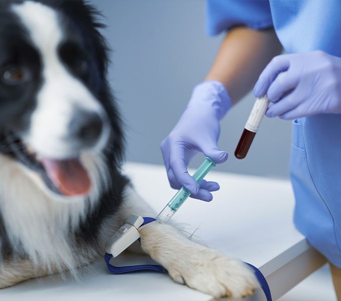 veterinarian taking blood sample a border collie dog