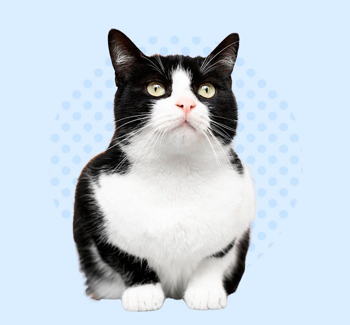 Black and white cat isolated on a blue background