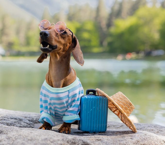 Dachshund dog traveling in summer with sunglasses and straw hat