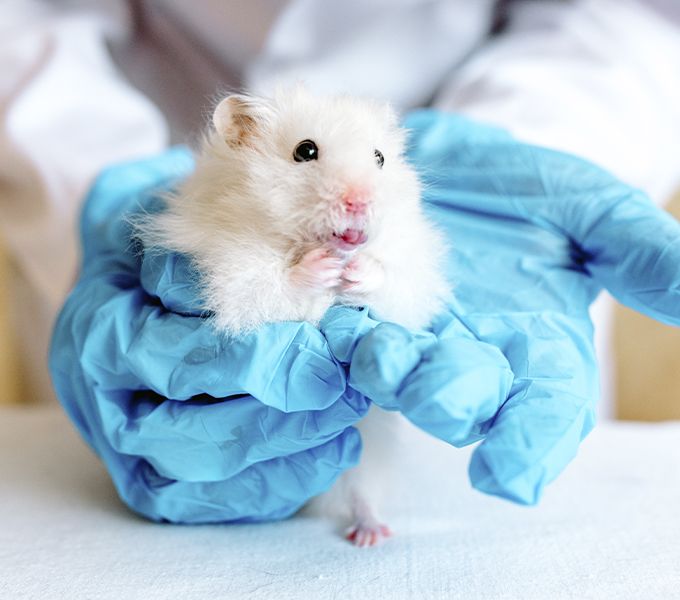veterinarian holding a little hamster