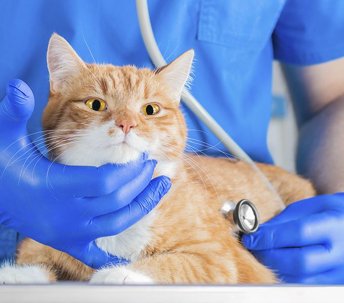 veterinarian checking a ginger cat with a stethoscope