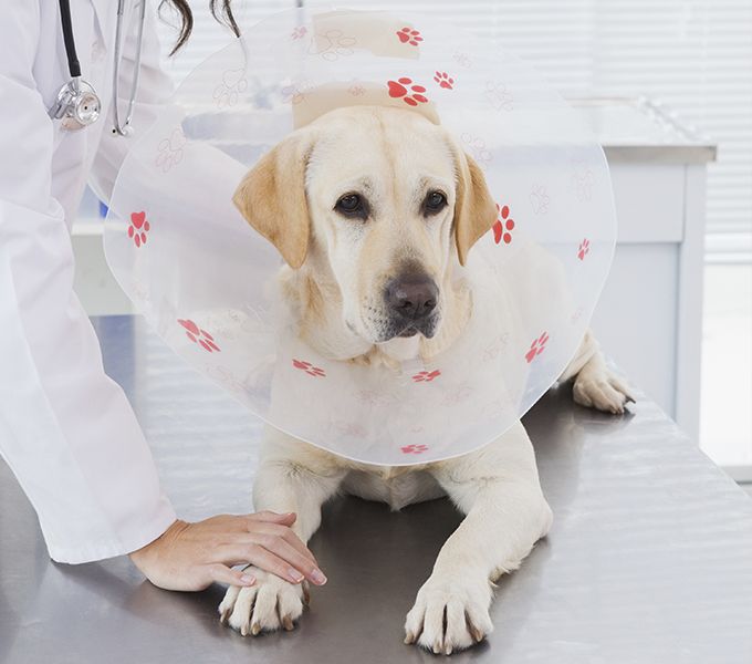 golden labrador dog with a elizabethan collar after his sterilization surgery