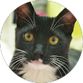 Toby Wilson Avatar