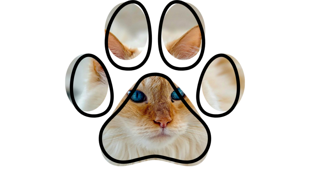 Trusted vet near me team in Campbell CA