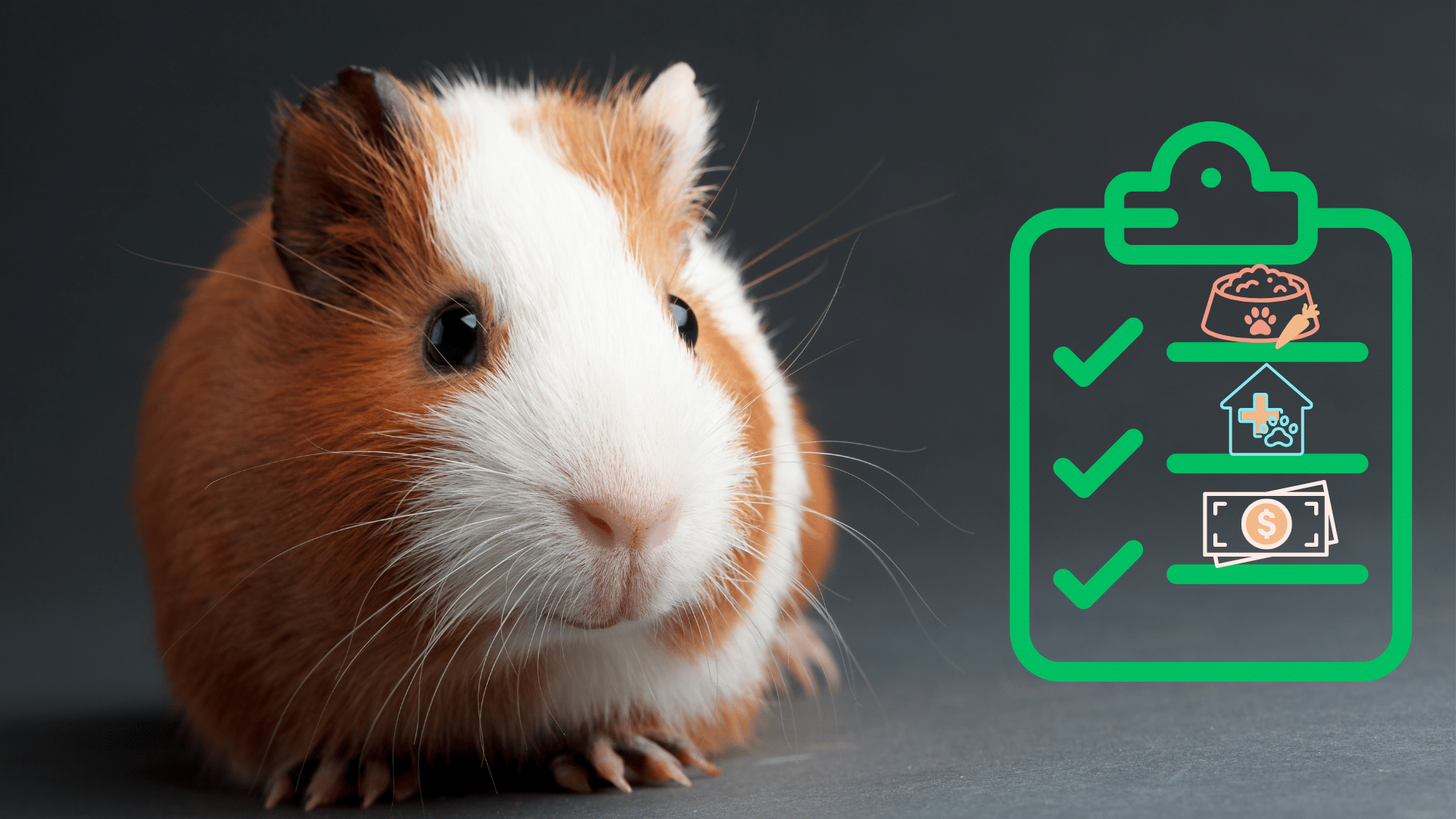 Guinea pig next to new pet checklist from Happy Valley Pet Hospital in Campbell, California